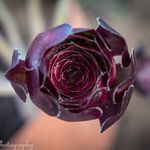 Miranda Morrison - @madlove_photography - Instagram