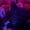 Miranda - @mirandaortiz.__ - TikTok