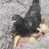 Miranda Parra - @mirandaparra0 - TikTok