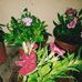 Miranda Rizzo - Facebook