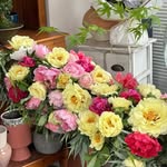 さくら - @mirandashort756 - Instagram