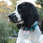 Miranda the Springer - @miranda.springer.spaniel - Instagram