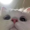 MirandaStark - @c7b94074o2y - TikTok