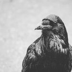 Miranda Sweeney - @theartbirdstudio - Instagram