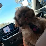 toddy - @miranda.toddy061 - Instagram