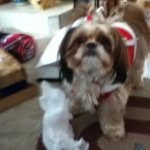 Miranda Townsend - @mimlovedog - Instagram