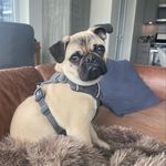 Miranda Wolfe - @thepugmiranda - Instagram