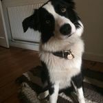 Mireille Heald - @colliehooligan - Instagram