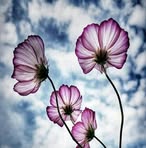 Mirela Hasanovic - Facebook