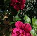 Mirella Bernal - Facebook