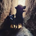 Miriam Cross - @tailoftherescued - Instagram