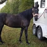 Miriam Fields-Babineau - @shadymountainpet - Instagram