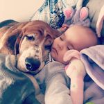 Mika Miriam Hammer - @oreo_the_hound - Instagram