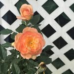 Miriam Joyner - @mira2joy - Instagram