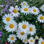 Miriam Lapp - Facebook