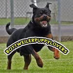 Miriam Lyles - @rottweilerpuppylovers - Instagram