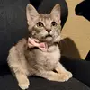 Star-Cat - @miriamquevedo60 - TikTok
