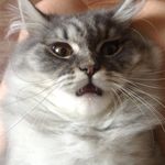 Miriam Reed - @amex700q3 - Instagram