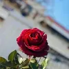 Mirna Hammoud - @mirna.hammoud - TikTok