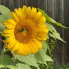 Mirna Silva - @mirnasilva40 - TikTok