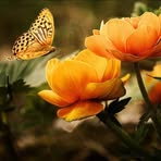 Mirsada Ramic - Facebook