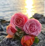 Mirsada Ramic - Facebook
