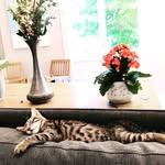 Mirta&Bruno - @supercats_22 - Instagram