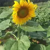 castaneda - @mirtacastaneda2 - TikTok