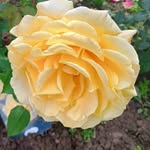 Mirta Sanchez - @mirta.sanchez.505 - Instagram