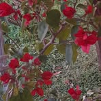 Mirta Vargas - Facebook