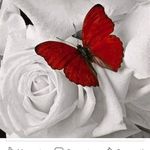 Mirtha Barreto - @mirthabarreto4 - Instagram