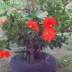Mirtha Machado - Facebook