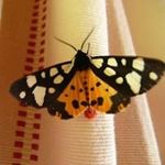 Mirza Dedic - @dedic.mirza - Instagram