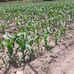 Misael Escobar - Facebook