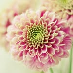 misbah iqbal - @misbahiqbal564 - Instagram