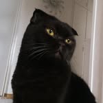 Mischa - @brownie_mischa - Instagram