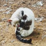 Brady cat Michael - @brady.cat.misha - Instagram