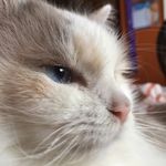 Misha Smith - @that.cat.misha - Instagram