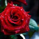 Misha Thomas - @misha.thomas.184 - Instagram