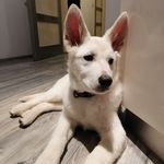 Misha❤️ - @misha_the_white_swiss_shepherd - Instagram