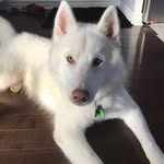 MISHA - @misha_whitehusky - Instagram