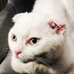 Misha - @white_scottish_misha - Instagram