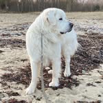 Polar Bear Misha - @misha_white_bear - Instagram