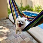 Rai Che - @misha_white_spitz - Instagram