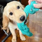 Miso Lee - @miso_thegoldengirl - Instagram