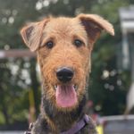 Bailey - @miss.bailey.the.airedale - Instagram