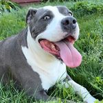 Miss Bailey - @missbaileythebully - Instagram
