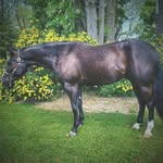 Missy Alexander - @oakhavenfarm22 - Instagram