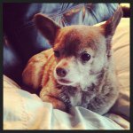 Missy Brewer Eckman - @missybrew1 - Instagram