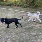 Missy Scott Pup - @missy_delphi - Instagram